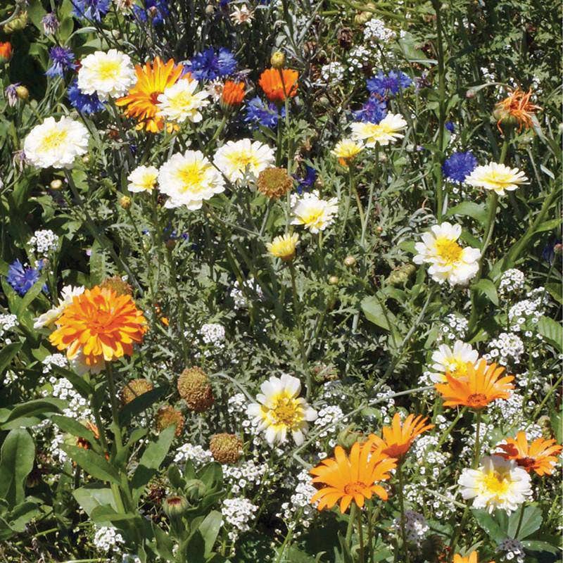 Schoepp Seeds Wildflower, Annual Wildflower Mix Seed Packets