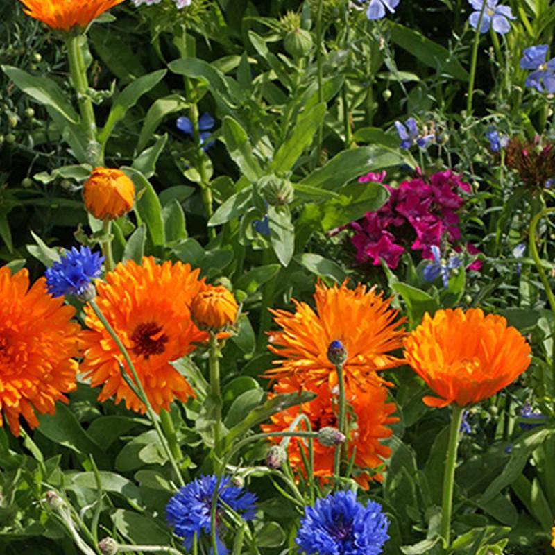 Schoepp Seeds Wildflower, Annual Wildflower Mix Seed Packets