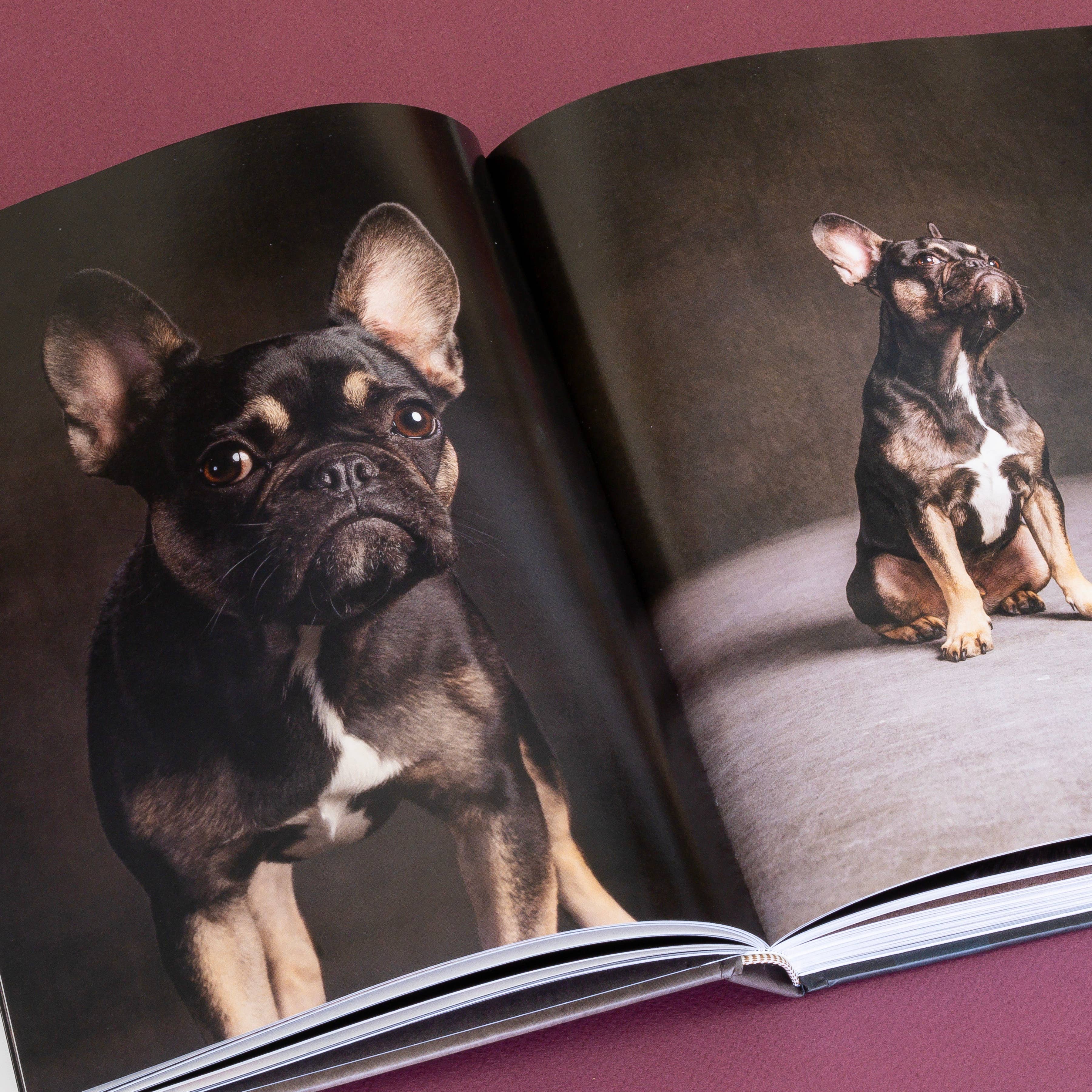 Chronicle Books Book Year of the Dogs