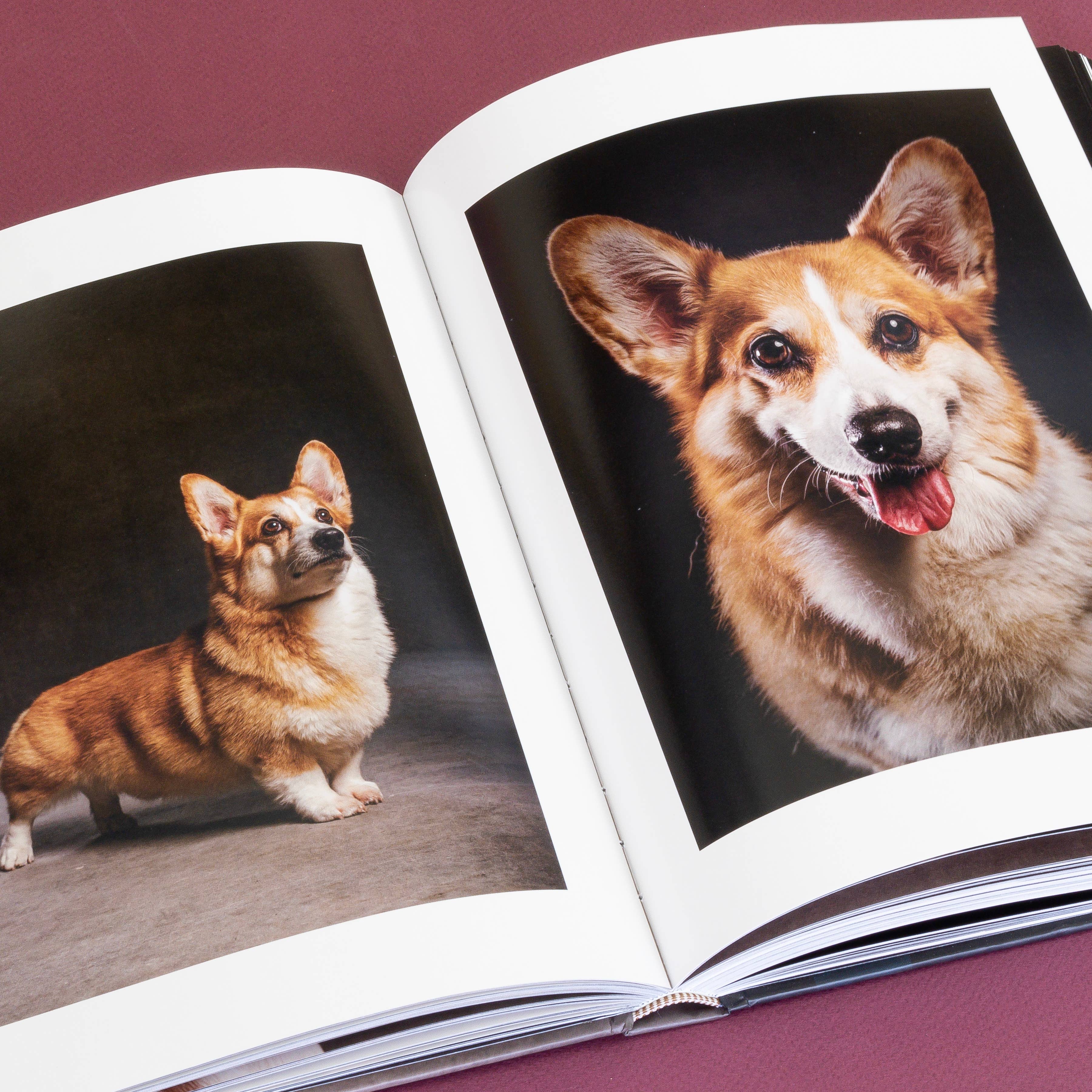 Chronicle Books Book Year of the Dogs