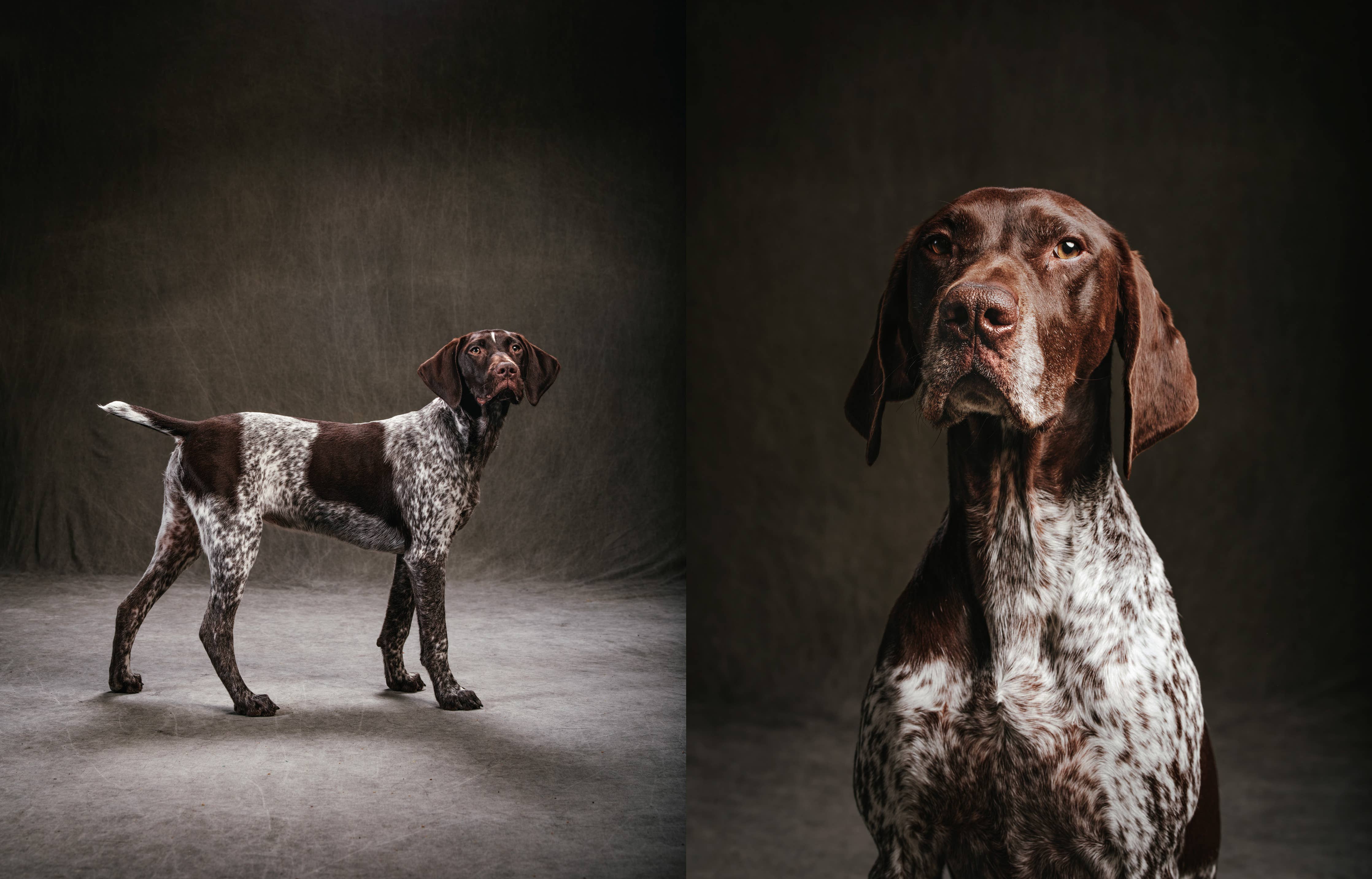 Chronicle Books Book Year of the Dogs