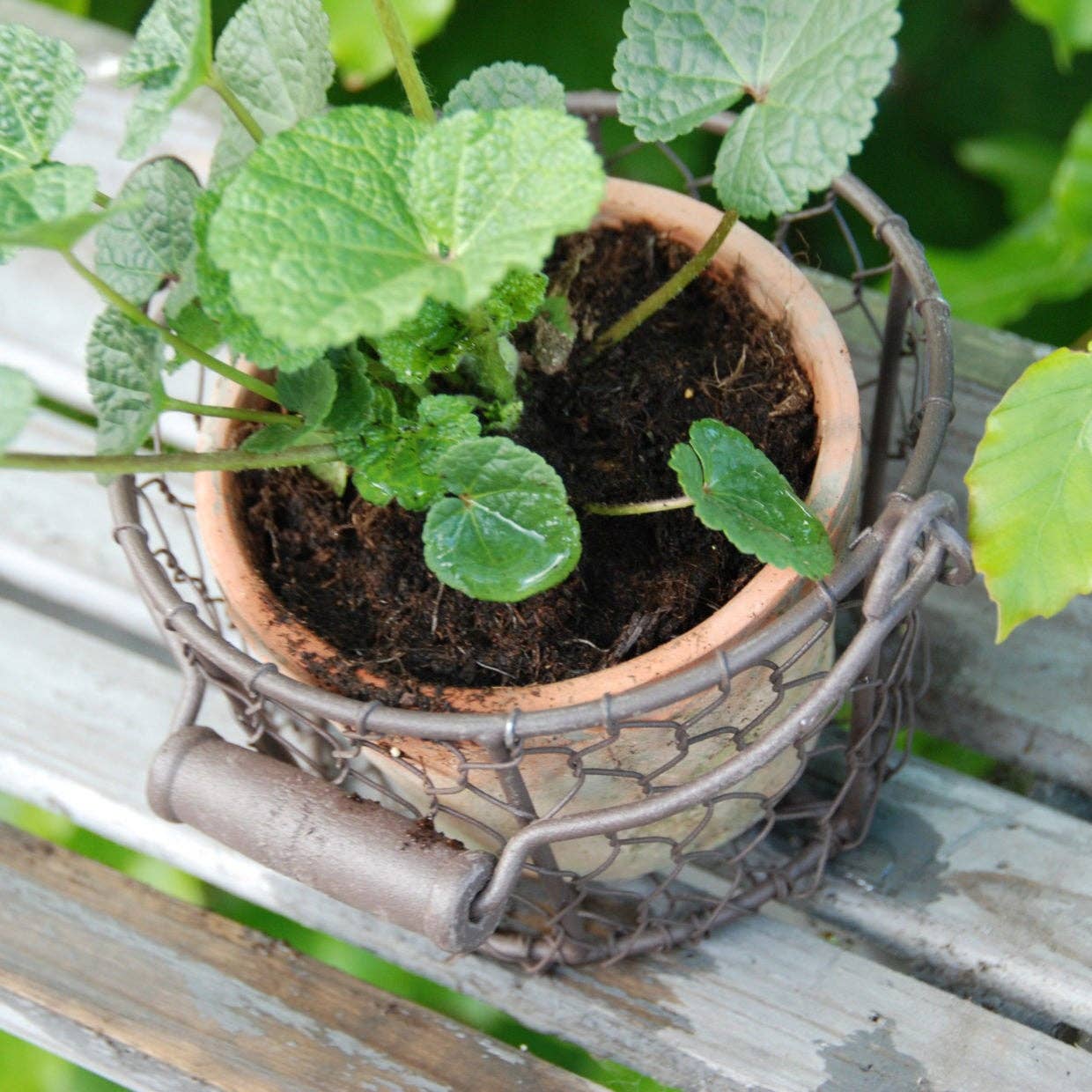 NACH Furniture At Pot in Wire Basket/Handle