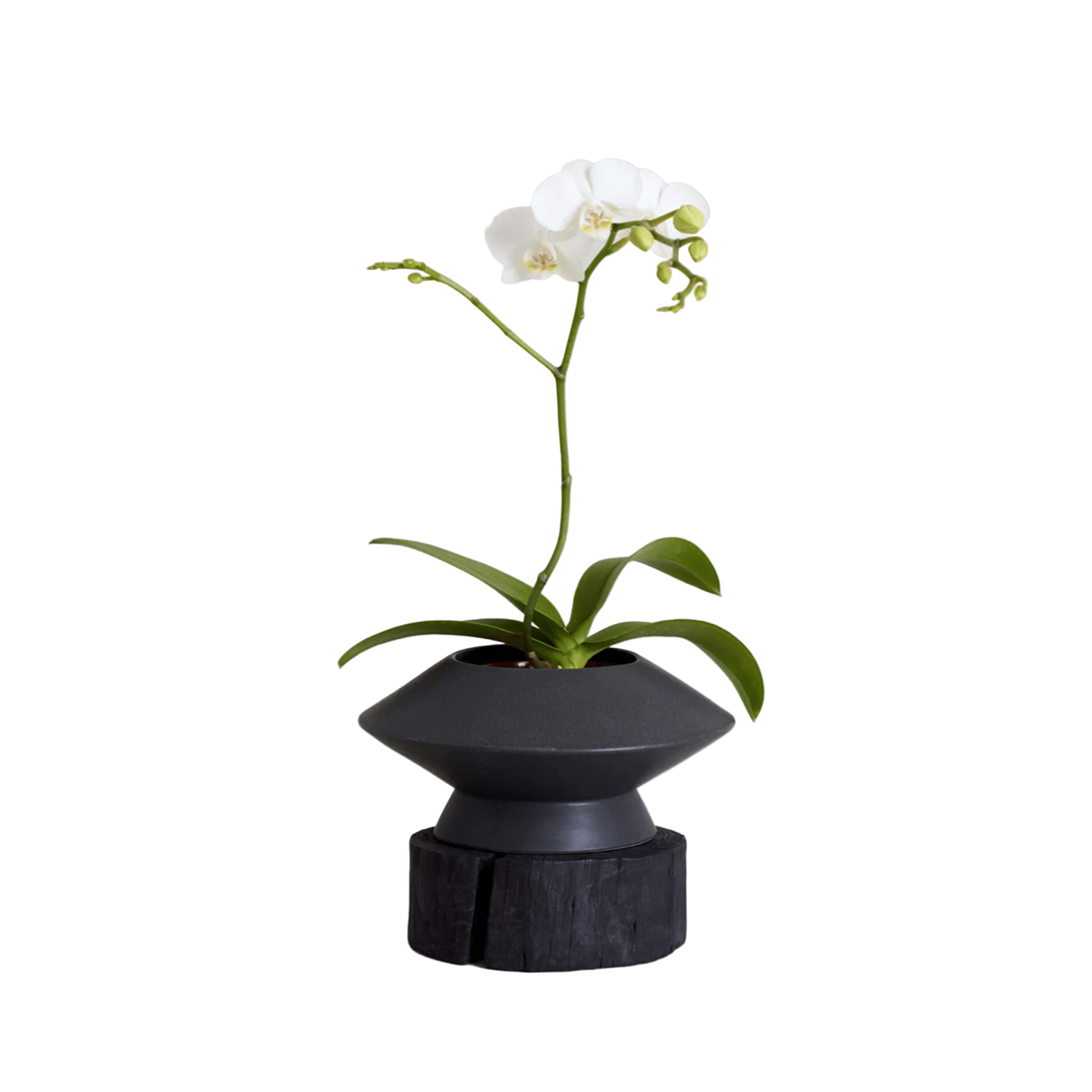Bloomist Charcoal Wood Pedestal
