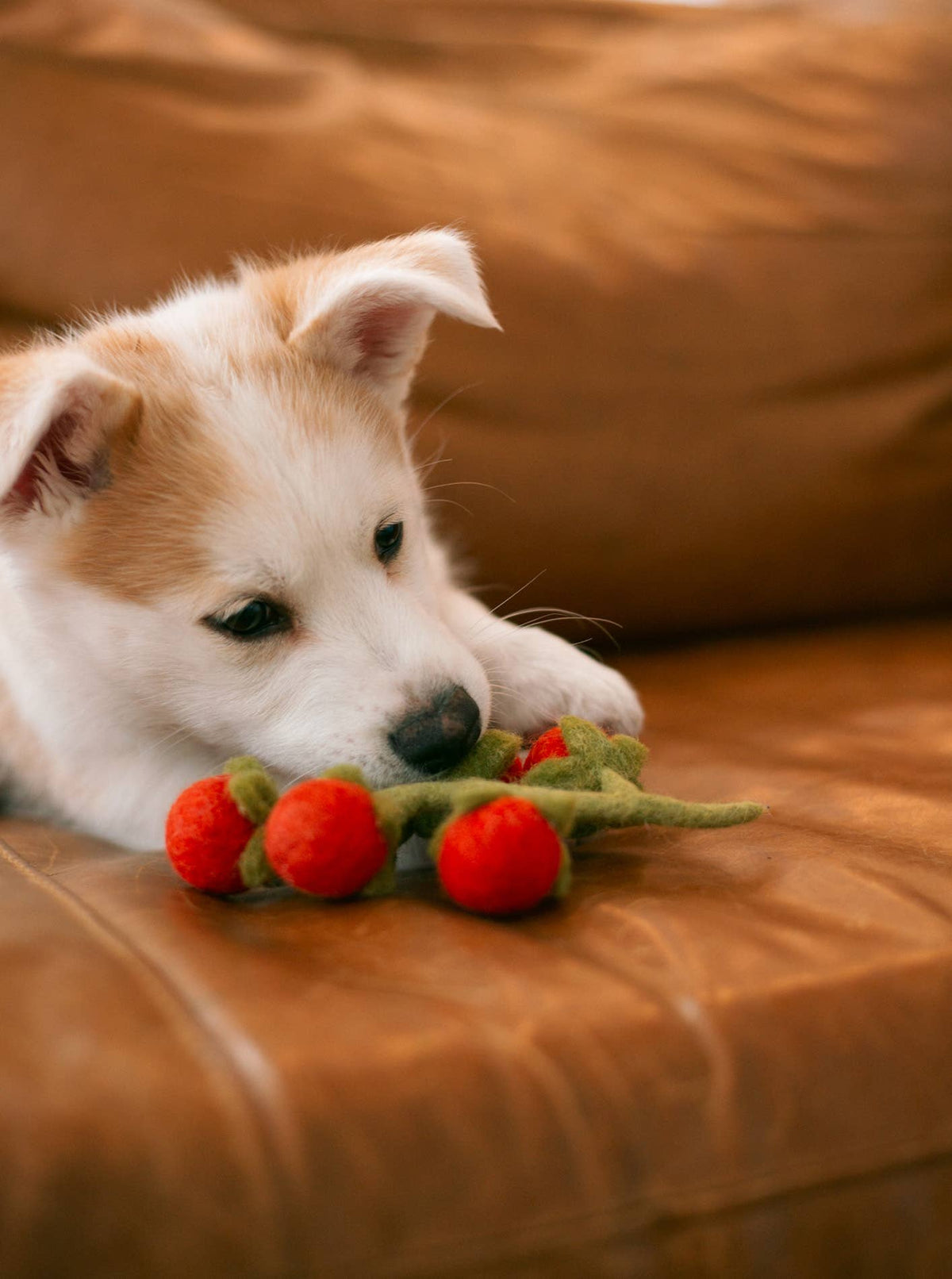 MODERNBEAST SHOP Cherry Tomato Vine Woolly Pet Toy