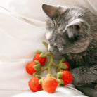 MODERNBEAST SHOP Cherry Tomato Vine Woolly Pet Toy