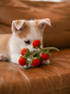 MODERNBEAST SHOP Cherry Tomato Vine Woolly Pet Toy