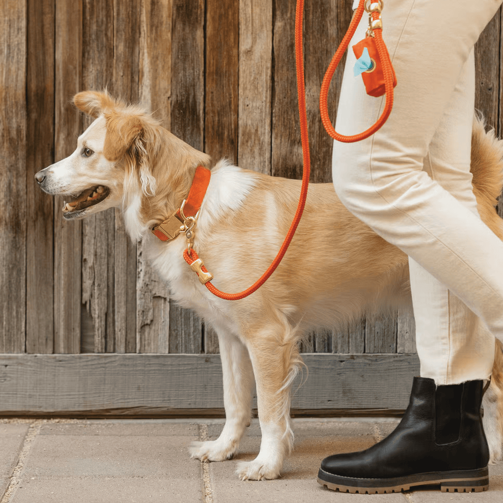 The Foggy Dog Pet Cider Marine Rope Dog Leash