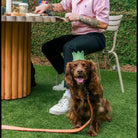 Brooks Davis Painting Dog Portrait by Brooks Davis