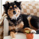 MODERNBEAST Pet Doggy Toy Peach