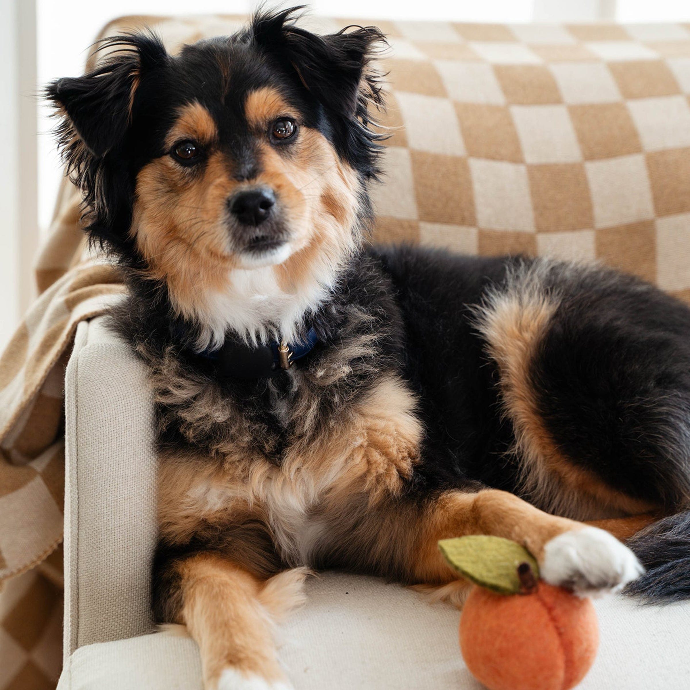 MODERNBEAST Pet Doggy Toy Peach