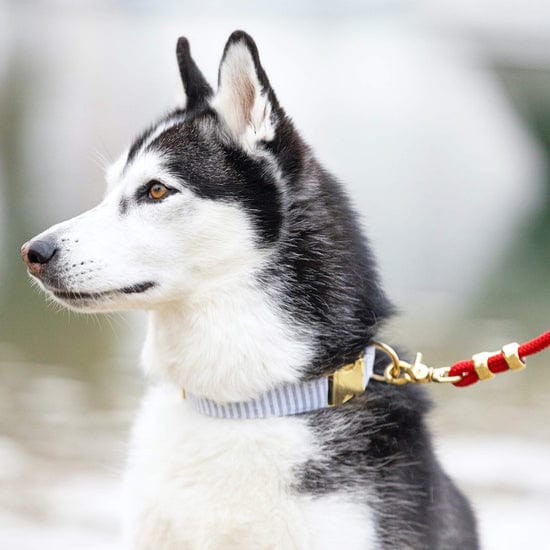 Ruby Red Dog Collar with Navy Leather + Ivory and Gray Stitching