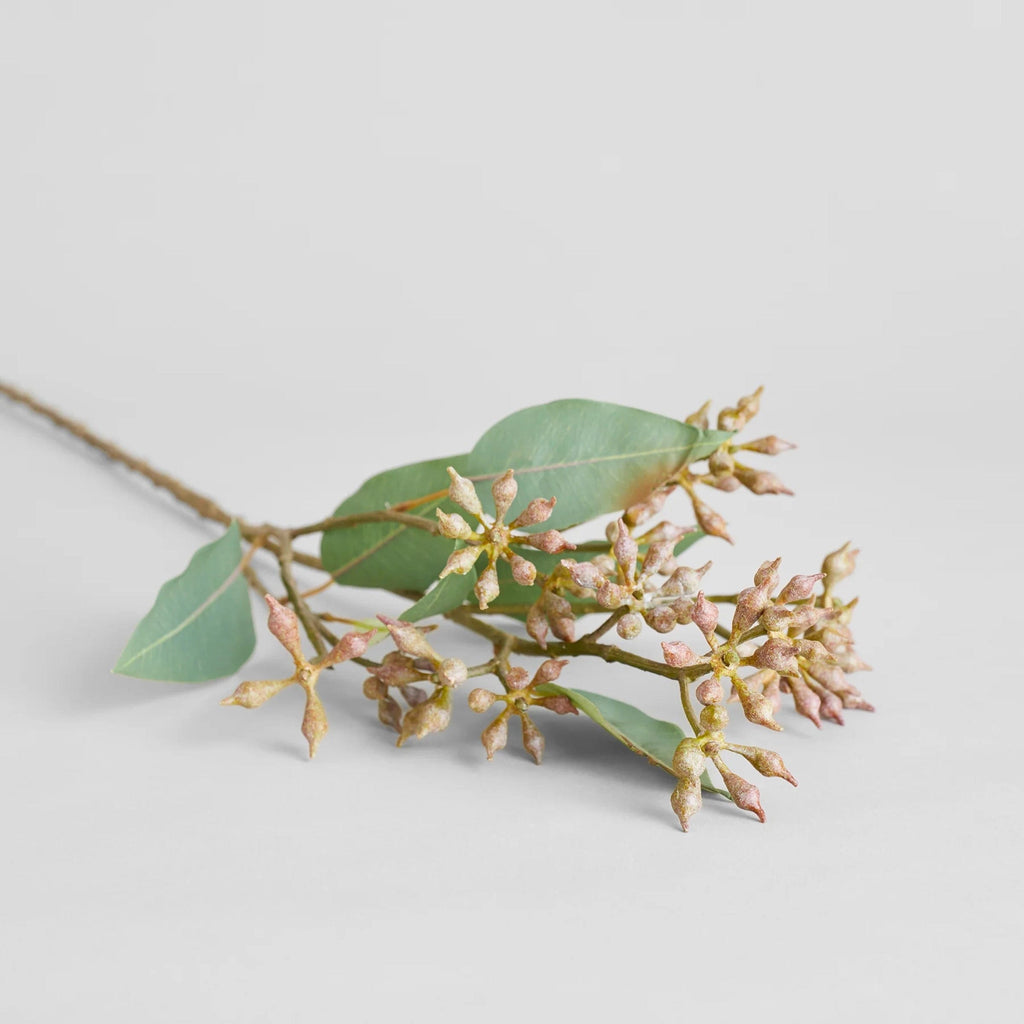 Bloomist Eucalyptus Seed Branch