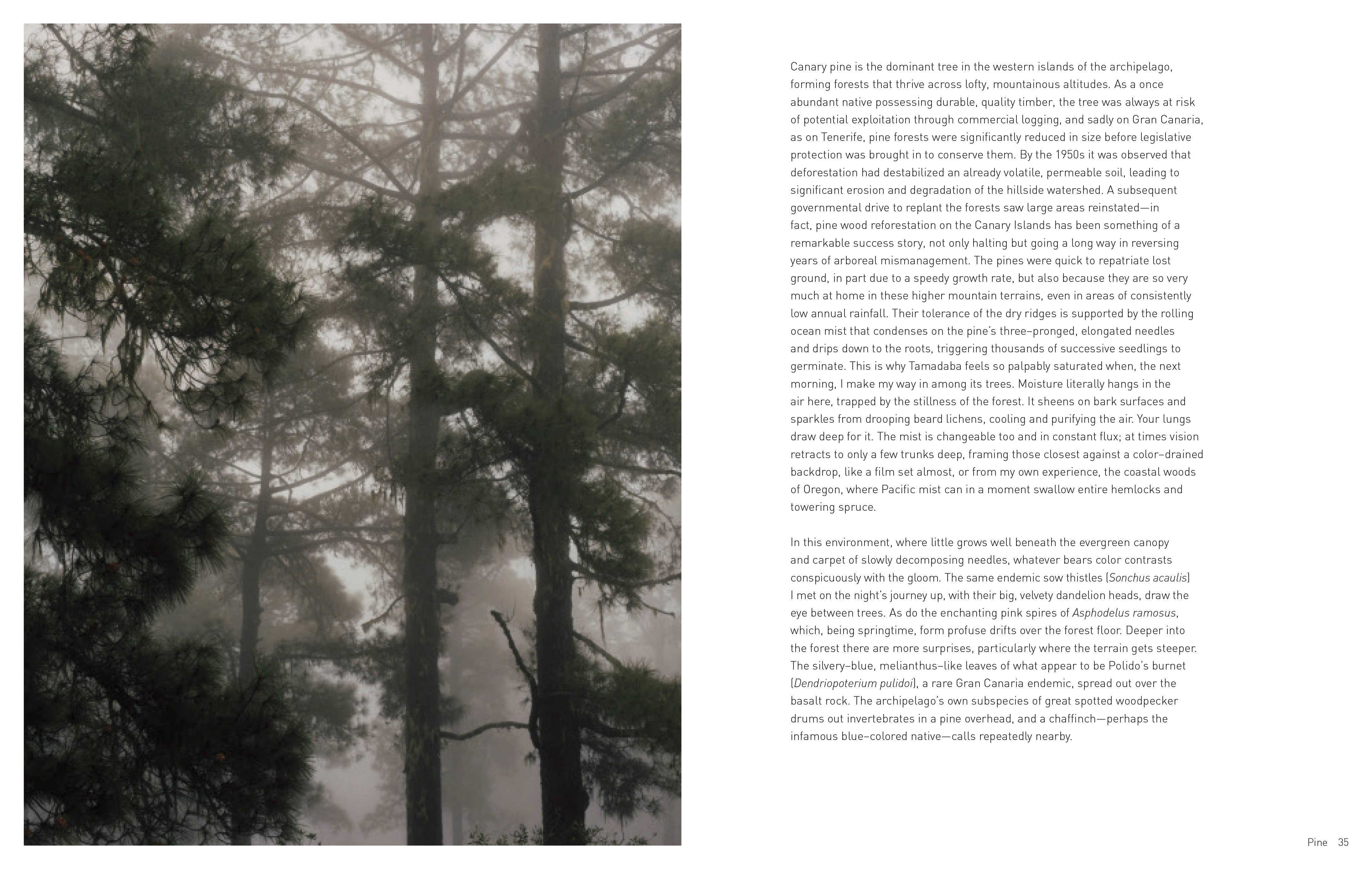Chronicle Books Book Forest
