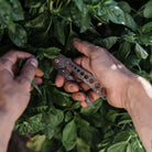 Barebones SHOP Herb Harvest & Strip Tool