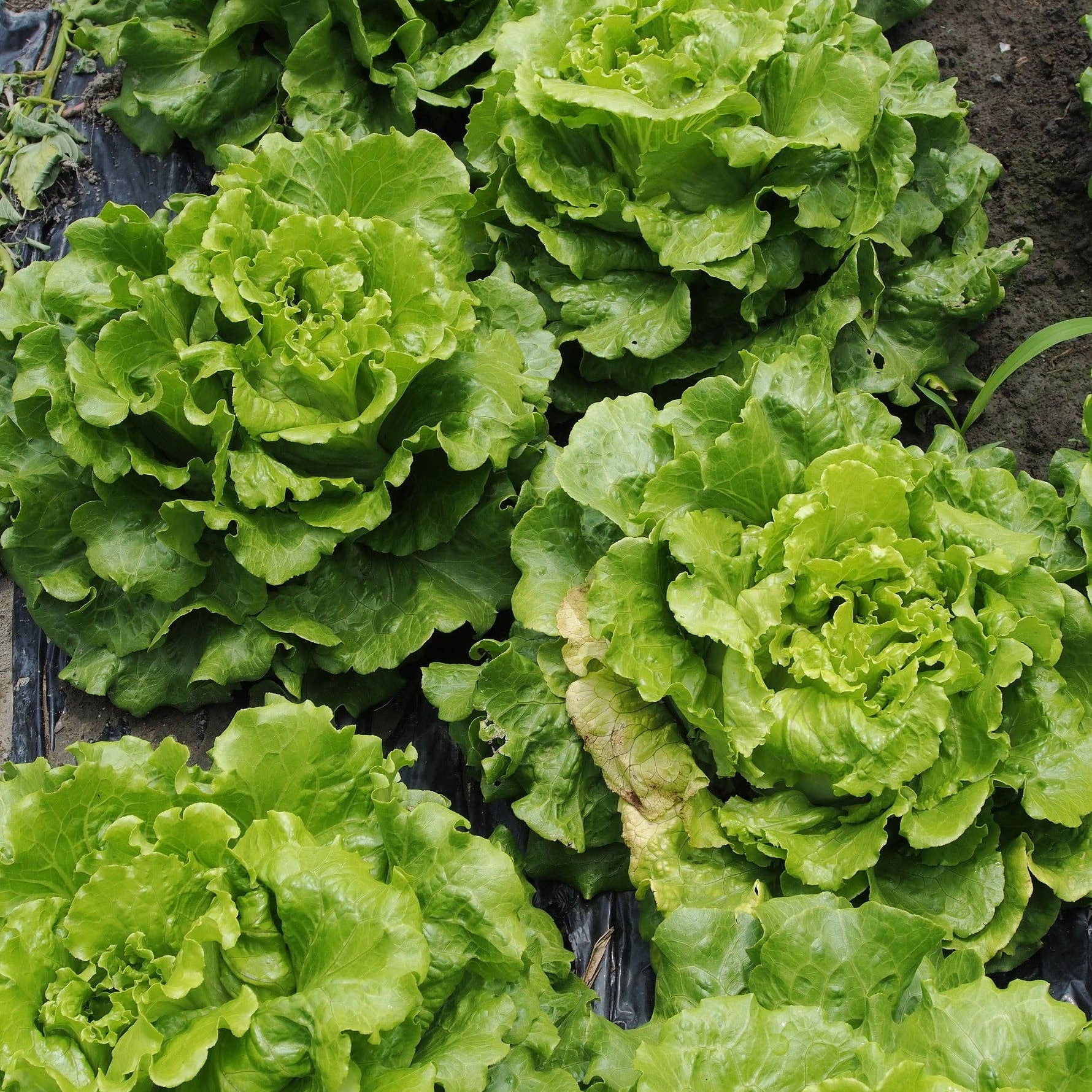 Schoepp Seeds Seeds Lettuce, Simpson Seed Packets