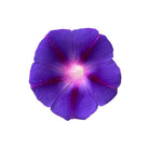 Schoepp Seeds Seeds Morning Glory Seed Packets
