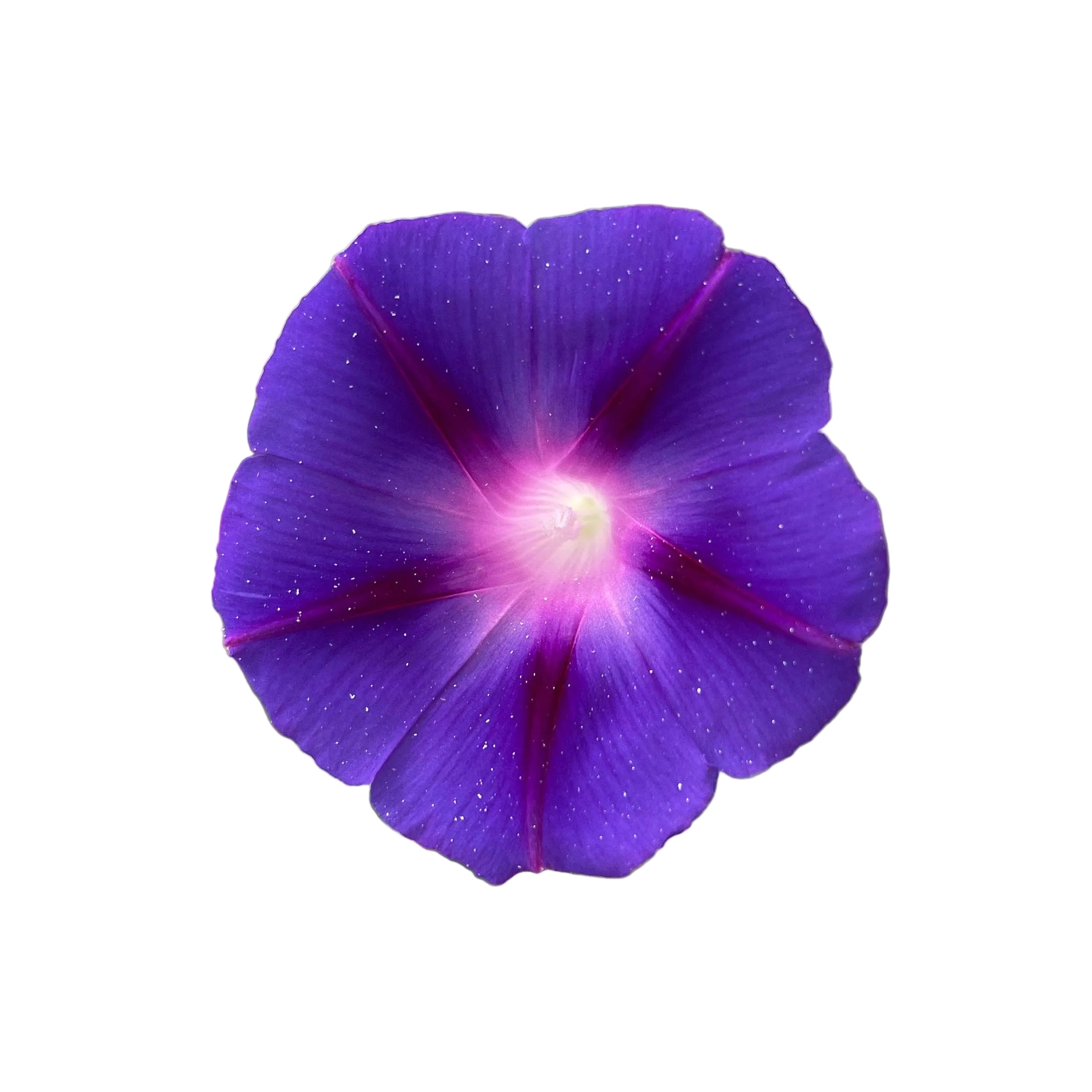 Schoepp Seeds Seeds Morning Glory Seed Packets
