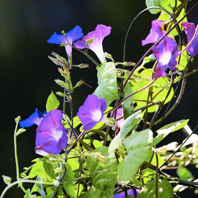 Schoepp Seeds Seeds Morning Glory Seed Packets