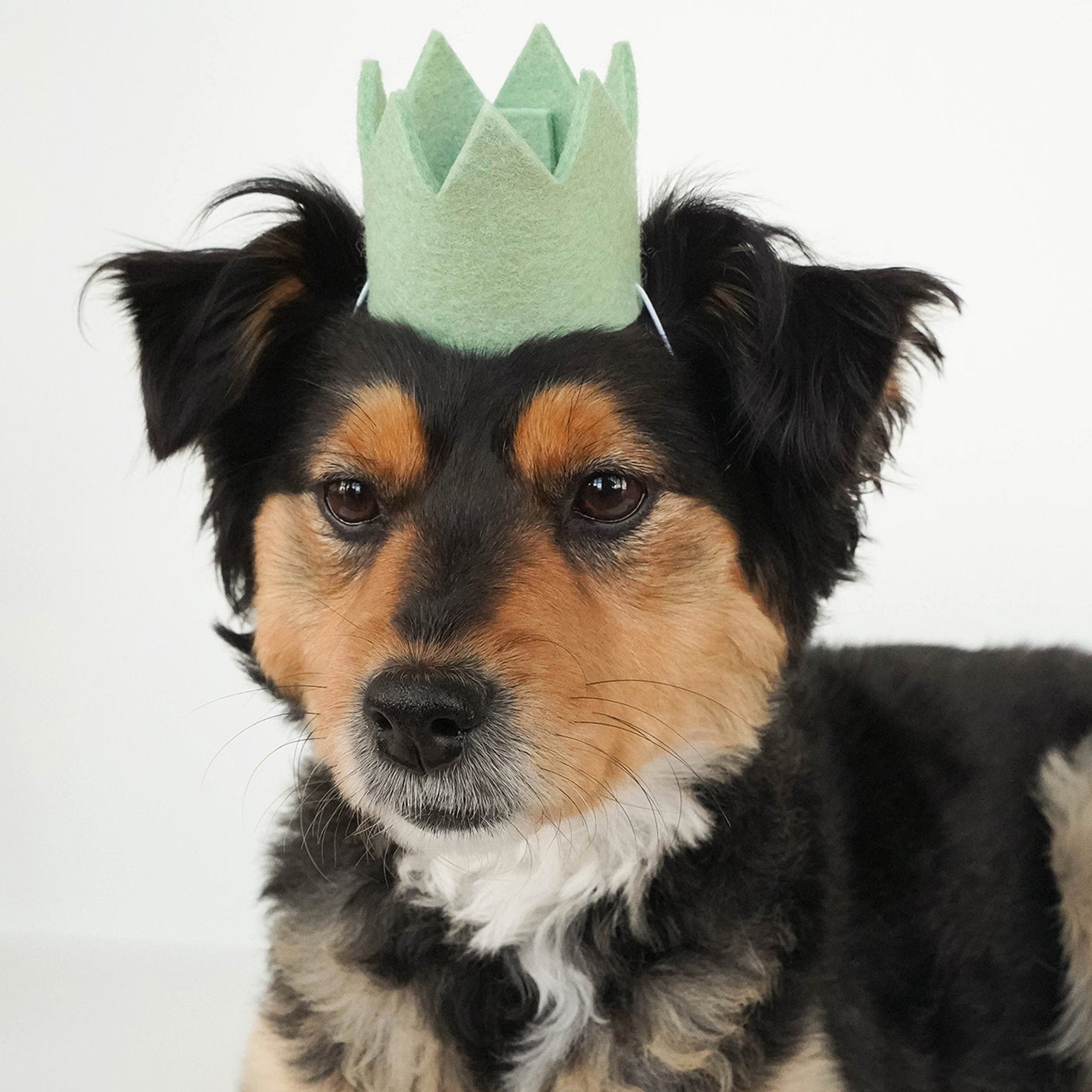MODERNBEAST Pet Pet Party Crown