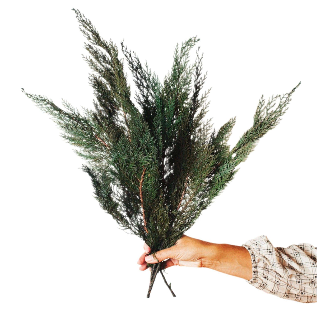 Idlewild Floral Co. Floral Preserved Cedar Branches