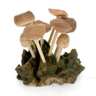 Modern Eastern by Contrast Inc. Decor Six Flat Mushrooms with Two Buds on Driftwood