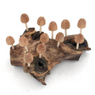 Modern Eastern by Contrast Inc. Decor Twelve Bud Mushrooms on Driftwood