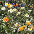 Schoepp Seeds Wildflower, Annual Wildflower Mix Seed Packets