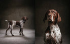 Chronicle Books Book Year of the Dogs