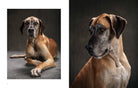 Chronicle Books Book Year of the Dogs