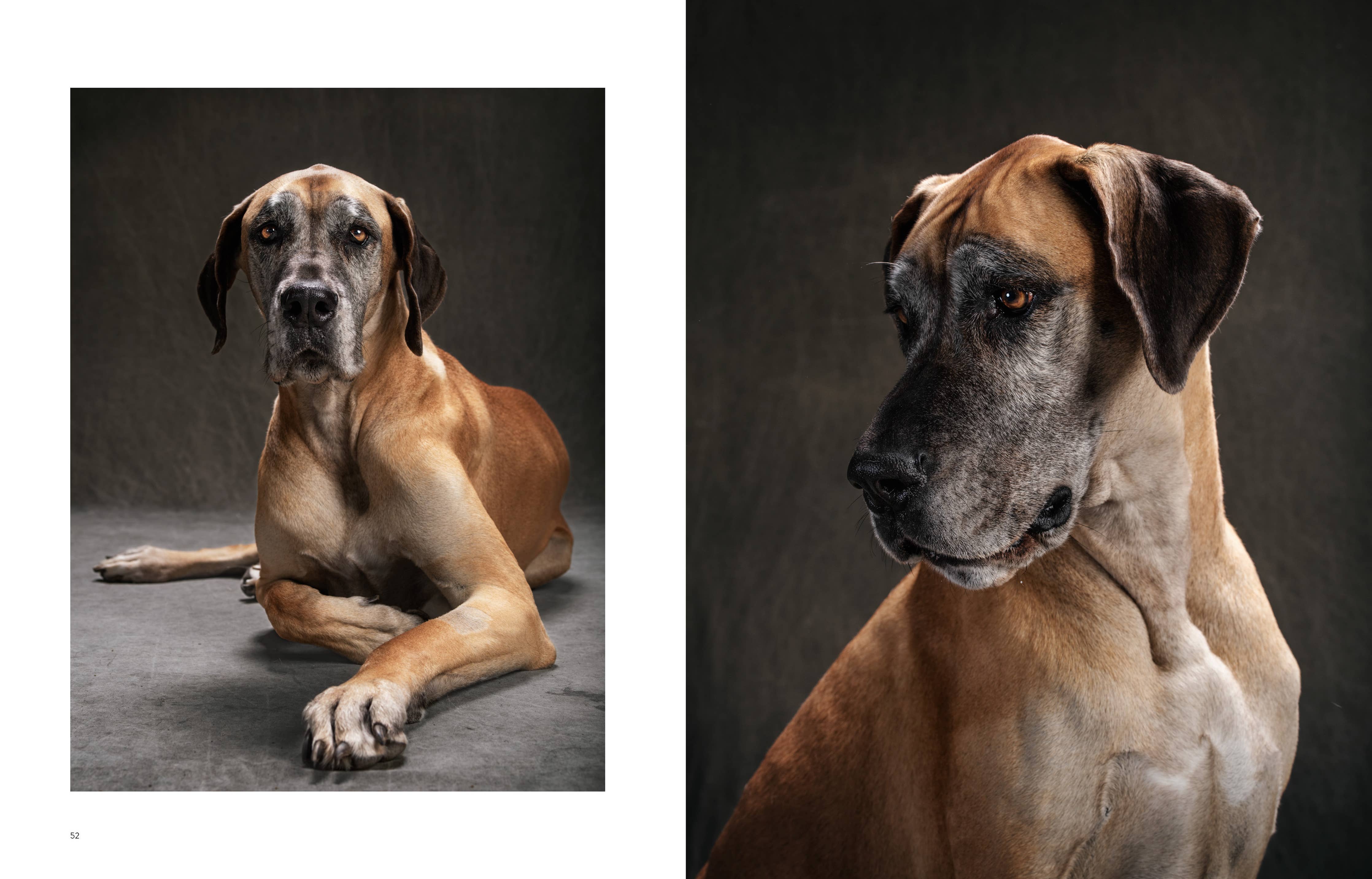 Chronicle Books Book Year of the Dogs