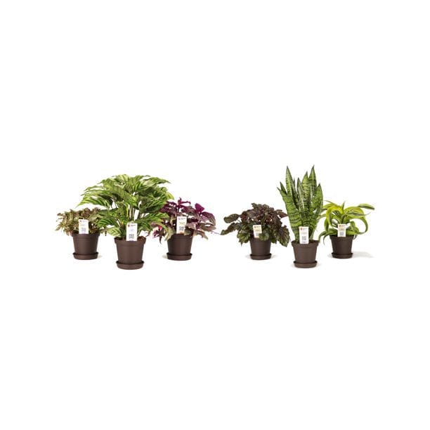 Asher + Rye Assorted House Plants, 3.8"