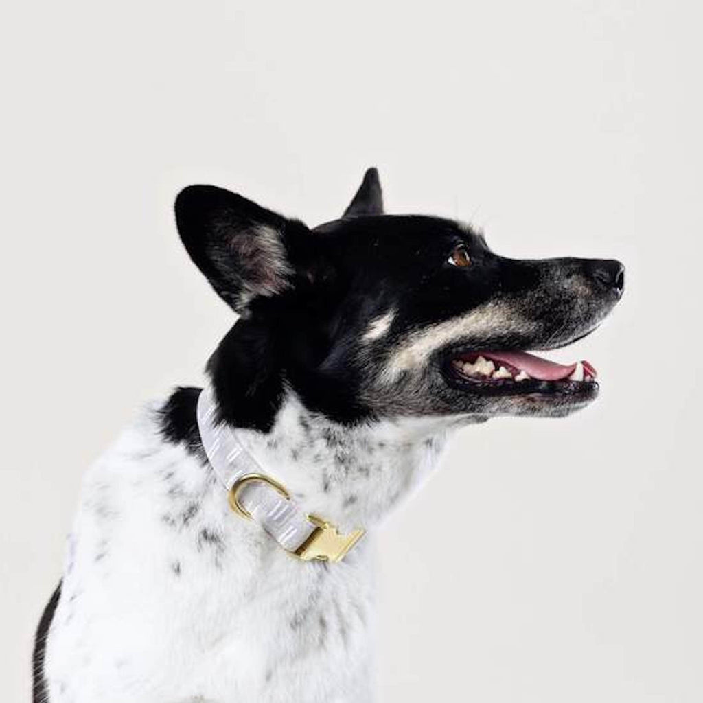 The Foggy Dog Pet Flax Lines Dog Collar